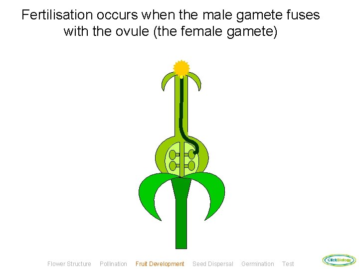 Fertilisation occurs when the male gamete fuses with the ovule (the female gamete) Flower
