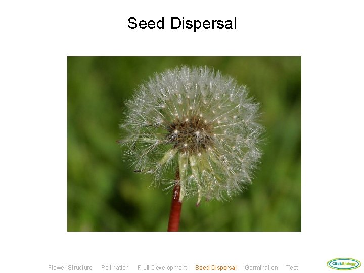 Seed Dispersal Flower Structure Pollination Fruit Development Seed Dispersal Germination Test 