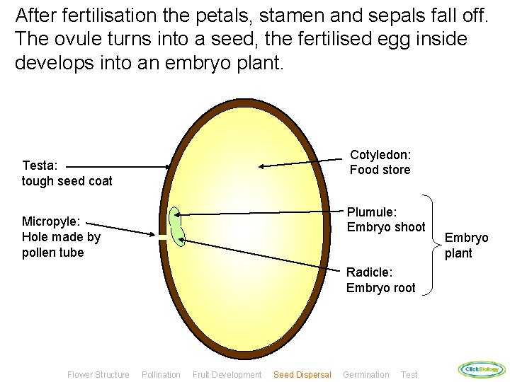 After fertilisation the petals, stamen and sepals fall off. The ovule turns into a
