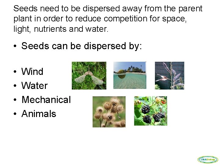 Seeds need to be dispersed away from the parent plant in order to reduce