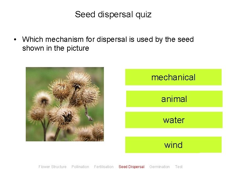 Seed dispersal quiz • Which mechanism for dispersal is used by the seed shown