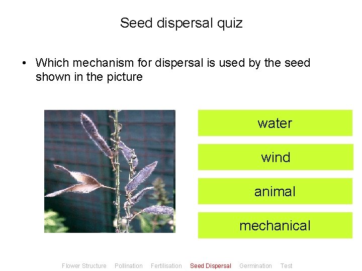 Seed dispersal quiz • Which mechanism for dispersal is used by the seed shown