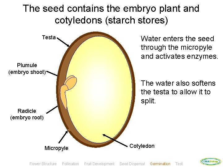 The seed contains the embryo plant and cotyledons (starch stores) Testa Water enters the