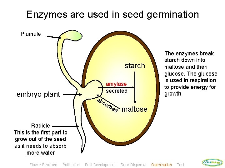 Enzymes are used in seed germination Plumule starch amylase secreted embryo plant ab so
