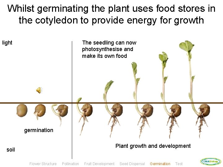 Whilst germinating the plant uses food stores in the cotyledon to provide energy for