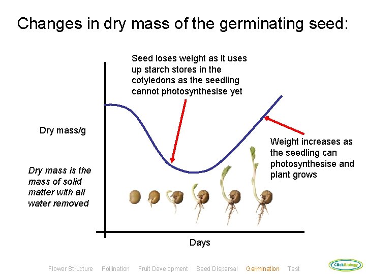 Changes in dry mass of the germinating seed: Seed loses weight as it uses