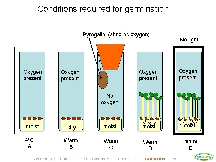 Conditions required for germination Pyrogallol (absorbs oxygen) Oxygen present No light Oxygen present No