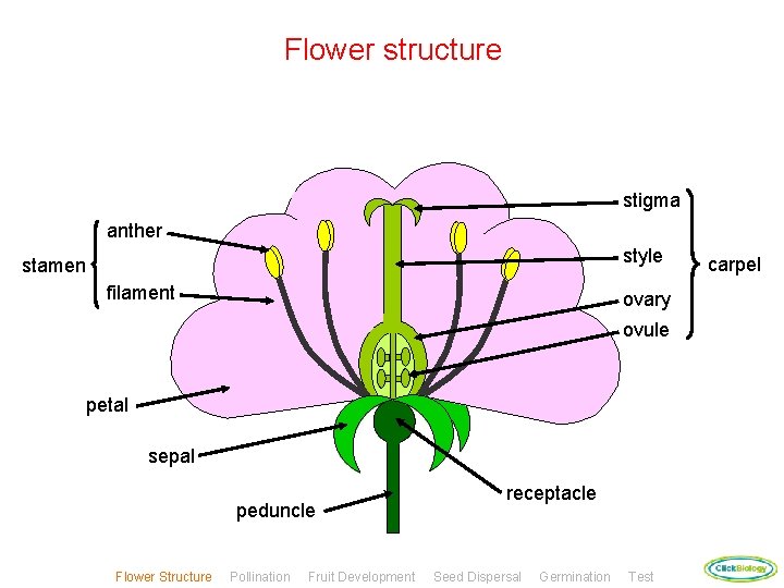 Flower structure stigma anther style stamen filament ovary ovule petal sepal peduncle Flower Structure