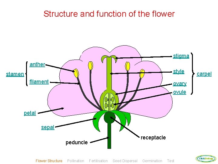 Structure and function of the flower stigma anther style stamen filament ovary ovule petal