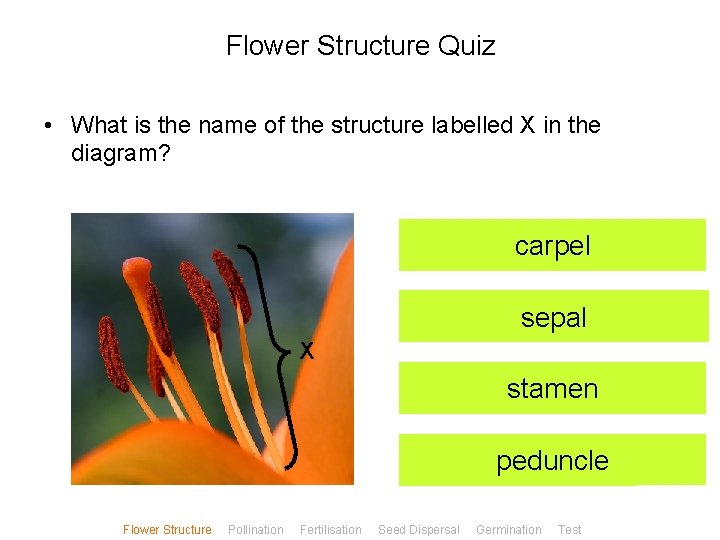 Flower Structure Quiz • What is the name of the structure labelled X in