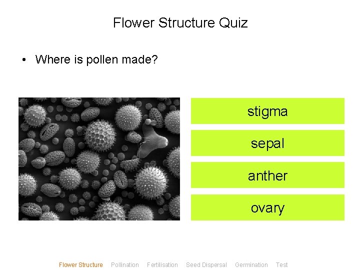 Flower Structure Quiz • Where is pollen made? stigma sepal anther ovary Flower Structure
