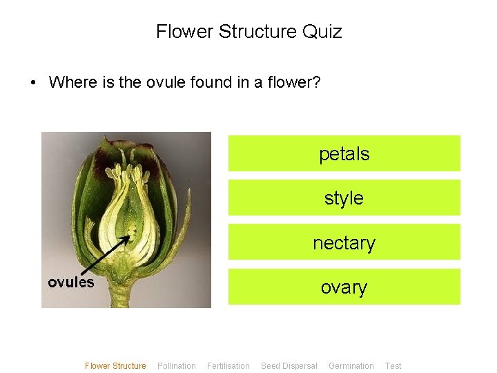 Flower Structure Quiz • Where is the ovule found in a flower? petals style
