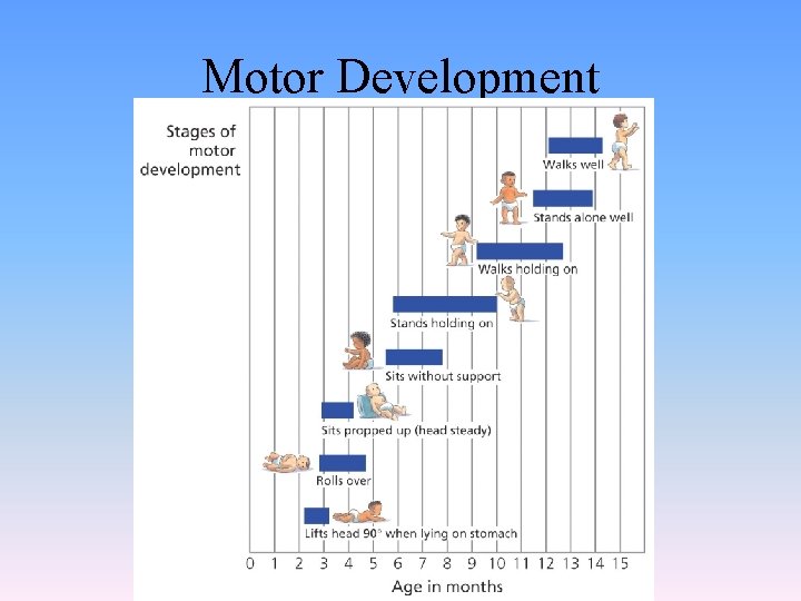 Motor Development 