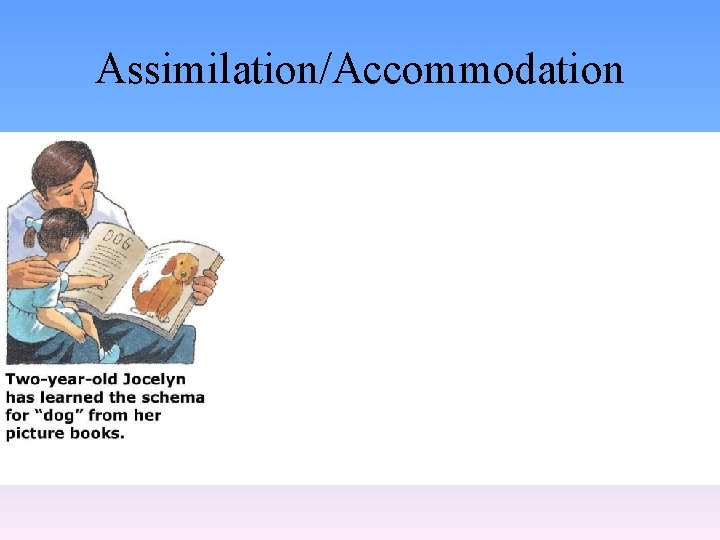 Assimilation/Accommodation 