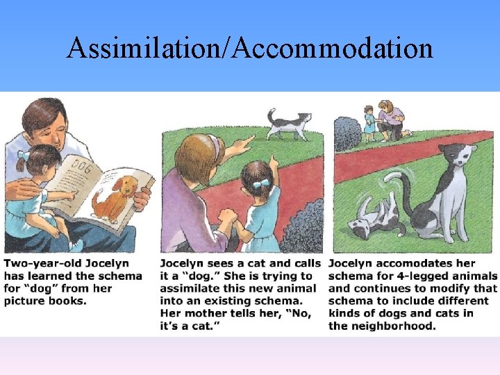 Assimilation/Accommodation 