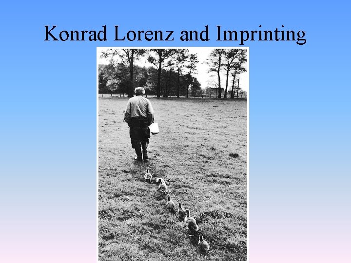 Konrad Lorenz and Imprinting 