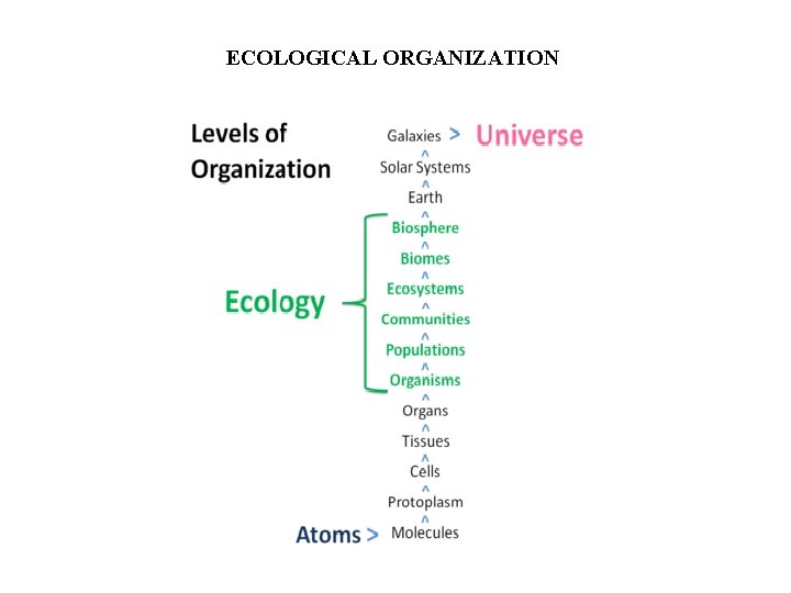ECOLOGICAL ORGANIZATION 