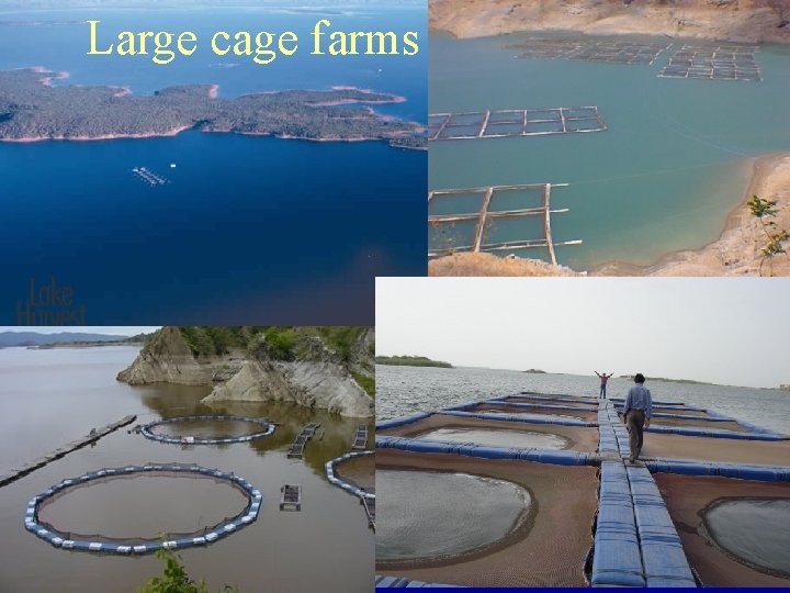 Large cage farms 