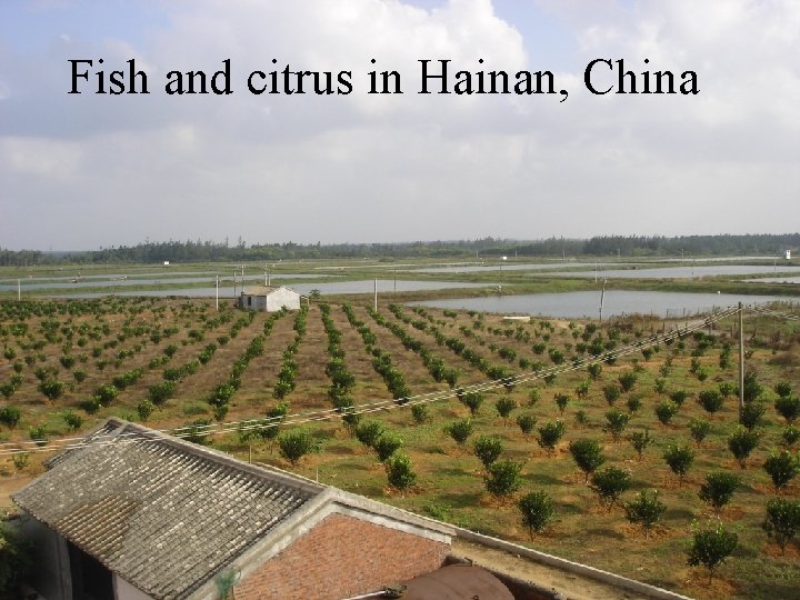 Fish and citrus in Hainan, China 