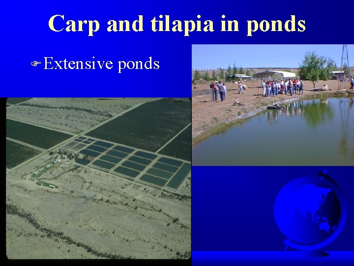 Carp and tilapia in ponds F Extensive ponds 