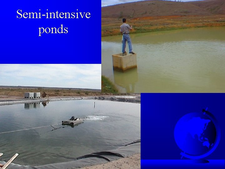 Semi-intensive ponds 