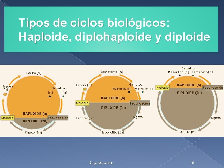 Tipos de ciclos biológicos: Haploide, diplohaploide y diploide Ángel Miguel B. H. 10 