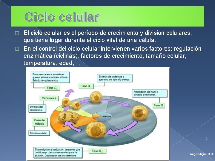 Ciclo celular El ciclo celular es el período de crecimiento y división celulares, que