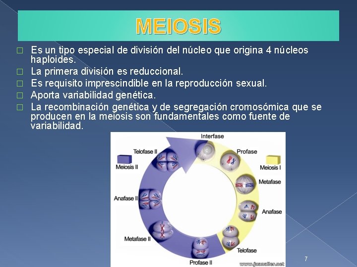 MEIOSIS � � � Es un tipo especial de división del núcleo que origina