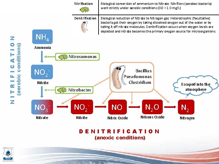 (aerobic conditions) NITRIFICATION Nitrification Biological conversion of ammonium to Nitrate. Nitrifiers (aerobes bacteria) work