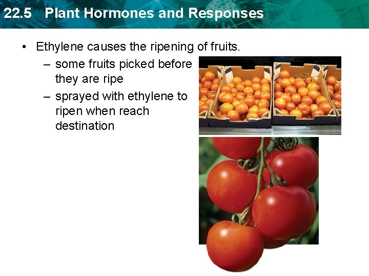 22. 5 Plant Hormones and Responses • Ethylene causes the ripening of fruits. –