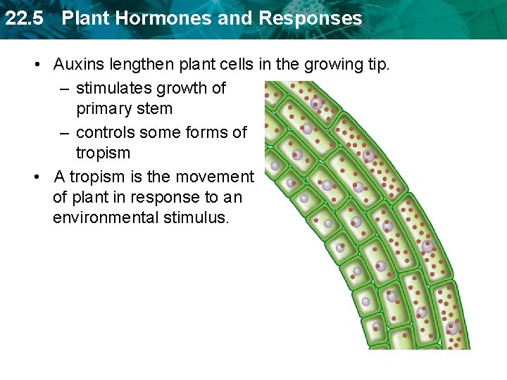 22. 5 Plant Hormones and Responses • Auxins lengthen plant cells in the growing