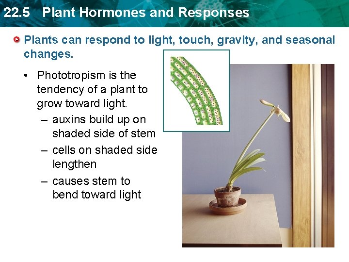 22. 5 Plant Hormones and Responses Plants can respond to light, touch, gravity, and