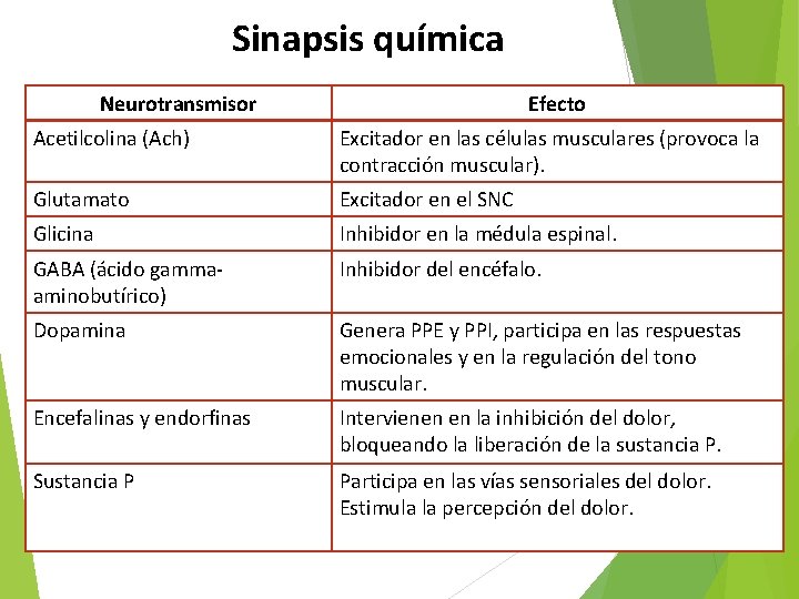 Sinapsis química Neurotransmisor Efecto Acetilcolina (Ach) Excitador en las células musculares (provoca la contracción