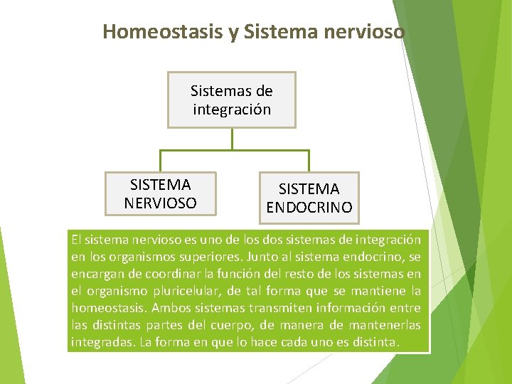 Homeostasis y Sistema nervioso Sistemas de integración SISTEMA NERVIOSO SISTEMA ENDOCRINO El sistema nervioso