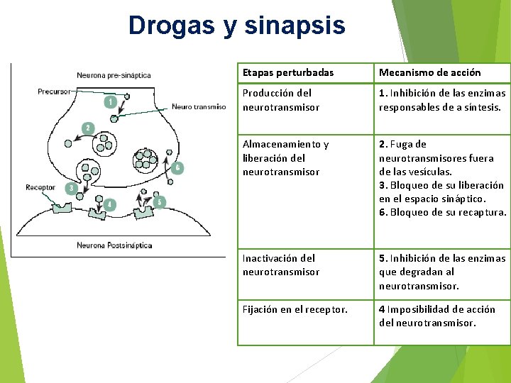 Drogas y sinapsis Etapas perturbadas Mecanismo de acción Producción del neurotransmisor 1. Inhibición de