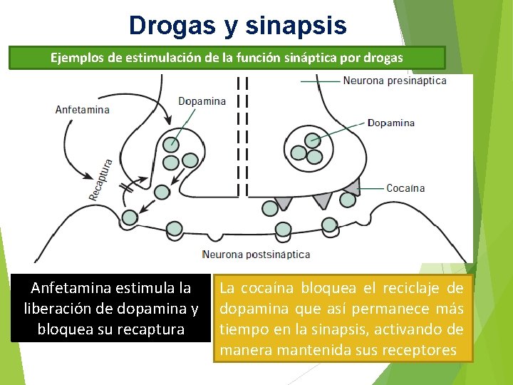 Drogas y sinapsis Ejemplos de estimulación de la función sináptica por drogas Anfetamina estimula