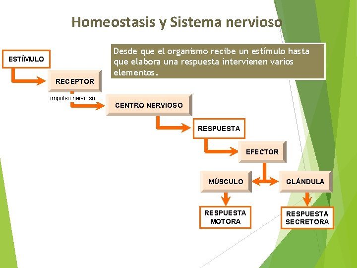 Homeostasis y Sistema nervioso ESTÍMULO RECEPTOR Desde que el organismo recibe un estímulo hasta