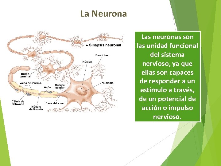 La Neurona Las neuronas son las unidad funcional del sistema nervioso, ya que ellas