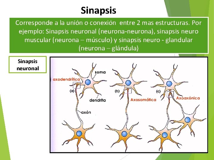 Sinapsis Corresponde a la unión o conexión entre 2 mas estructuras. Por ejemplo: Sinapsis