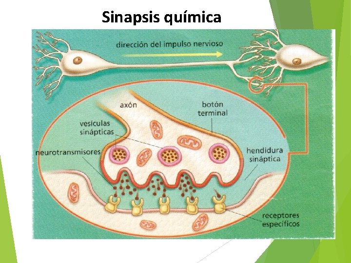 Sinapsis química 