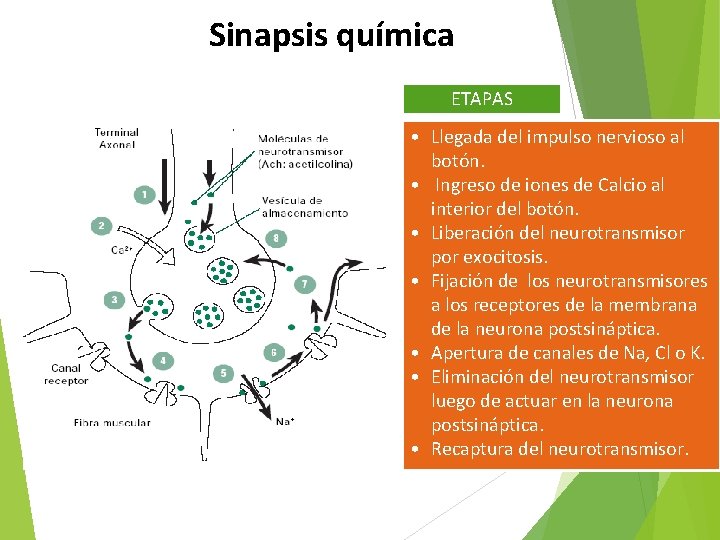 Sinapsis química ETAPAS • Llegada del impulso nervioso al botón. • Ingreso de iones