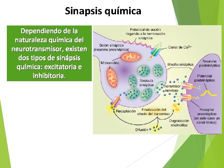 Sinapsis química Dependiendo de la naturaleza química del neurotransmisor, existen dos tipos de sinápsis