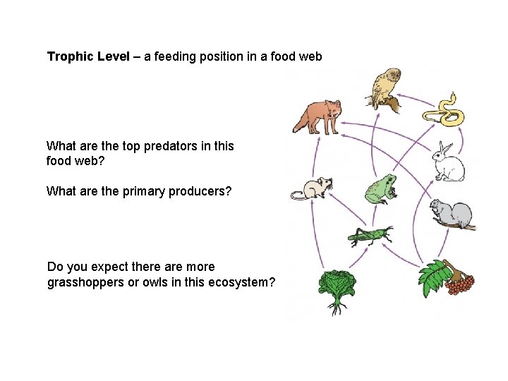 Trophic Level – a feeding position in a food web What are the top