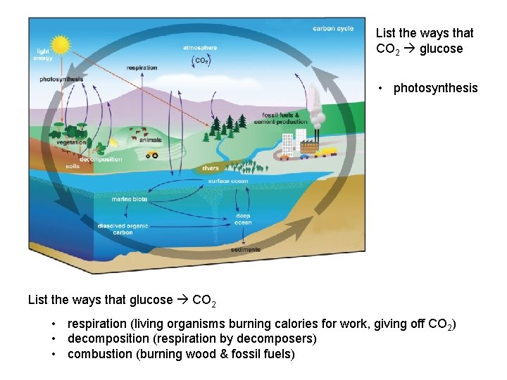 List the ways that CO 2 glucose • photosynthesis List the ways that glucose