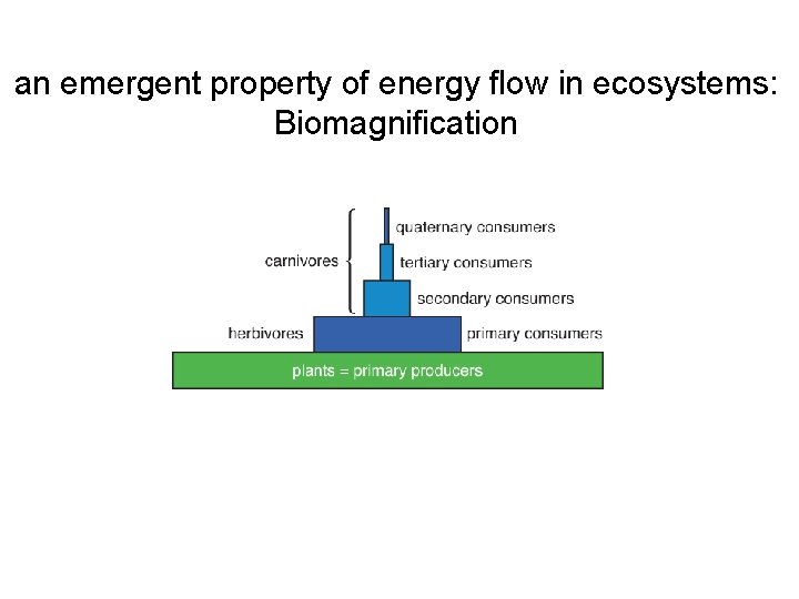 an emergent property of energy flow in ecosystems: Biomagnification 