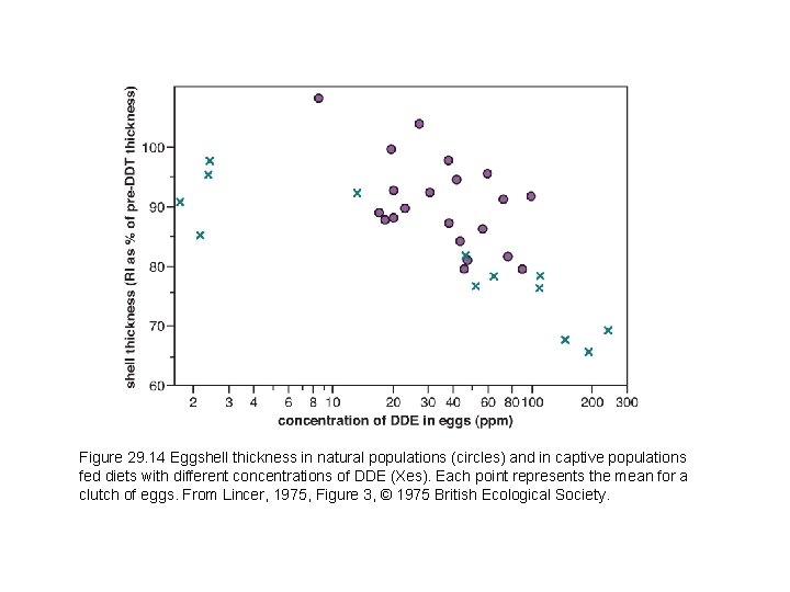 Figure 29. 14 Eggshell thickness in natural populations (circles) and in captive populations fed