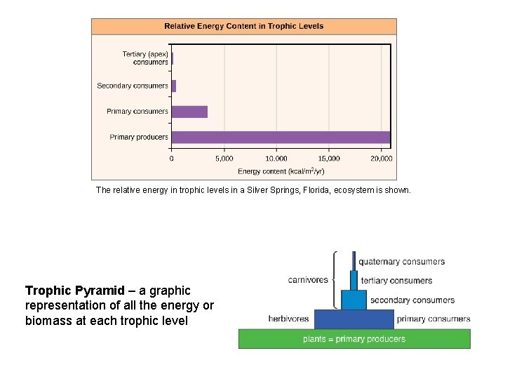 The relative energy in trophic levels in a Silver Springs, Florida, ecosystem is shown.