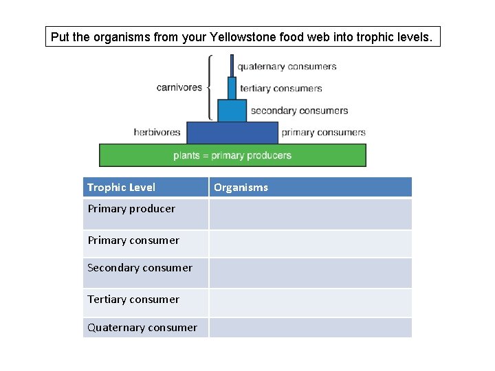 Put the organisms from your Yellowstone food web into trophic levels. Trophic Level Primary