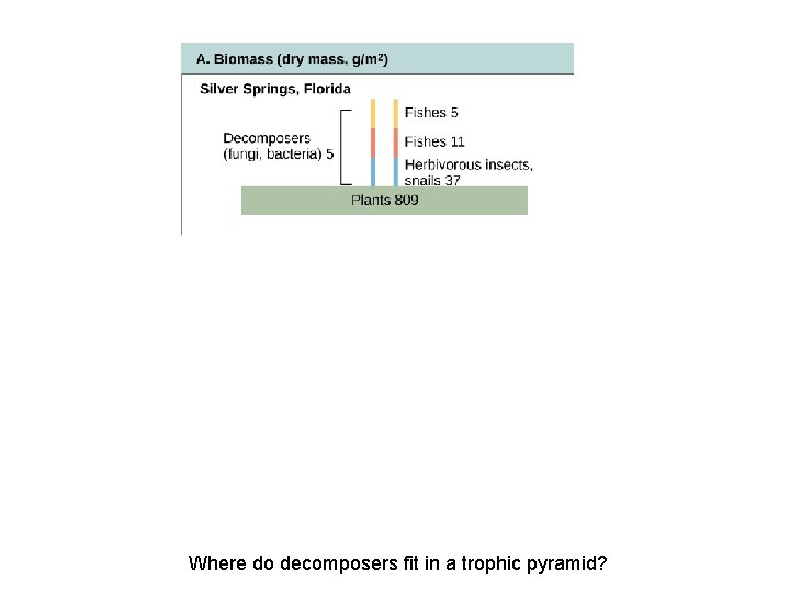 Where do decomposers fit in a trophic pyramid? 