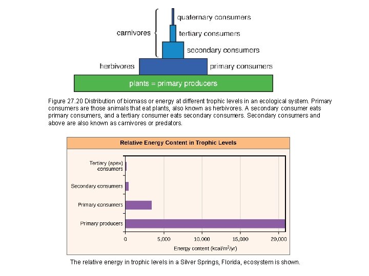 Figure 27. 20 Distribution of biomass or energy at different trophic levels in an